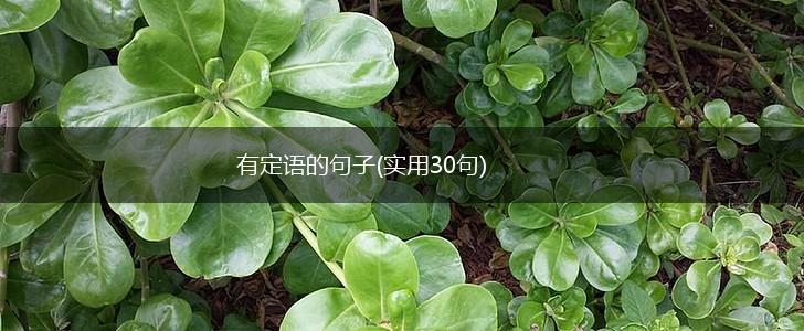 有定语的句子(实用30句),第1张