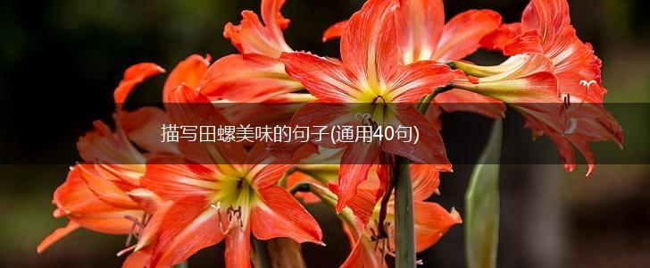 描写田螺美味的句子(通用40句),第1张