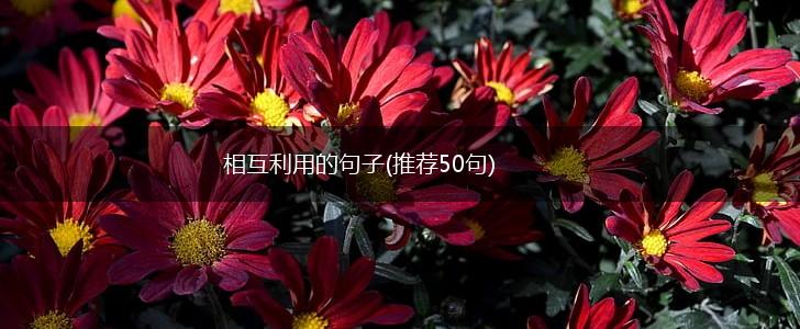 相互利用的句子(推荐50句),第1张