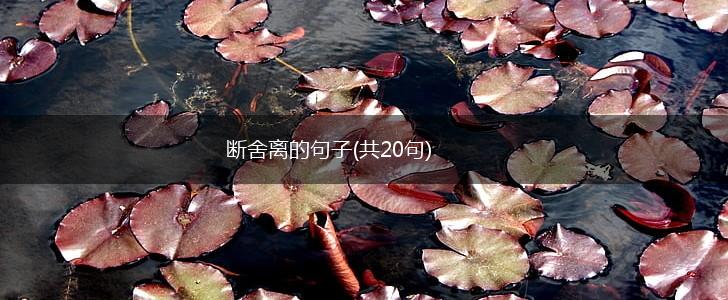断舍离的句子(共20句),第1张
