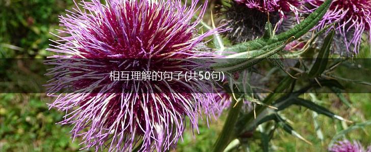 相互理解的句子(共50句),第1张