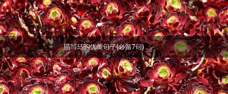 描写马的优美句子(必备7句),第1张