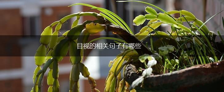 目视的相关句子有哪些,第1张