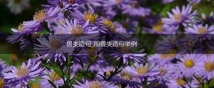 兽类造句_用兽类造句举例,第1张