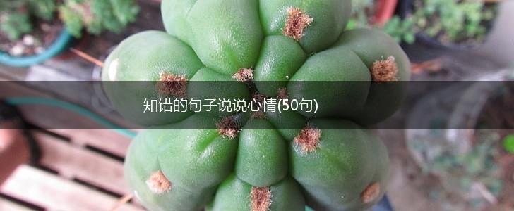 知错的句子说说心情(50句),第1张