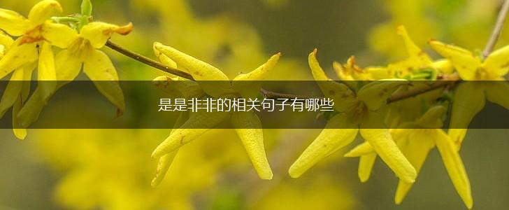 是是非非的相关句子有哪些,第1张