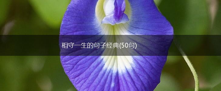相守一生的句子经典(50句),第1张