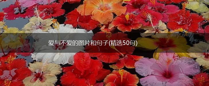 爱与不爱的图片和句子(精选50句),第1张