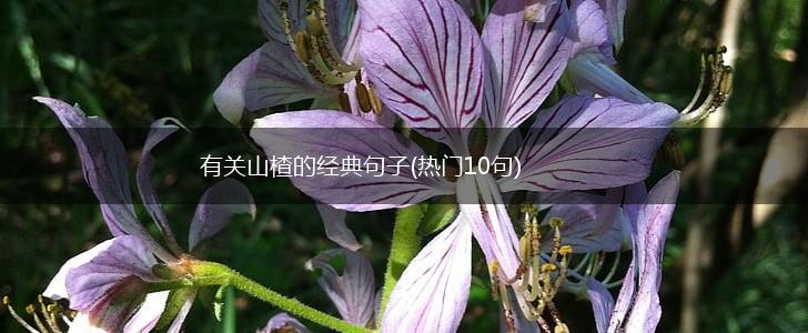 有关山楂的经典句子(热门10句),第1张