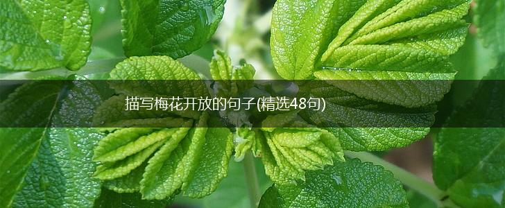 描写梅花开放的句子(精选48句),第1张