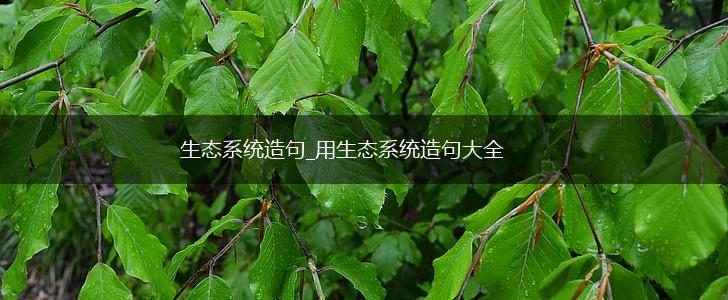 生态系统造句_用生态系统造句大全,第1张
