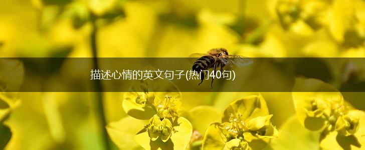 描述心情的英文句子(热门40句),第1张