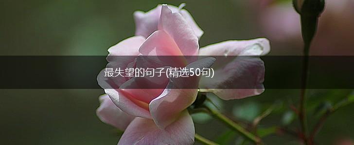 最失望的句子(精选50句),第1张