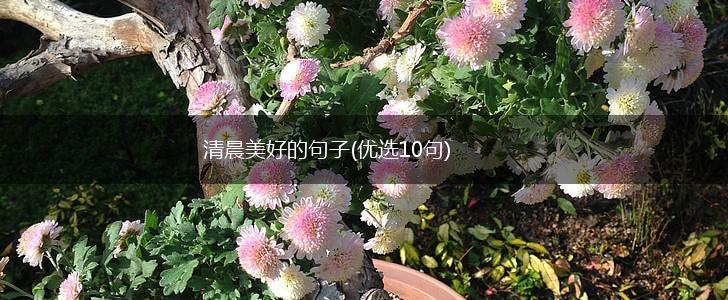 清晨美好的句子(优选10句),第1张