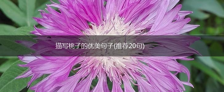 描写桃子的优美句子(推荐20句),第1张
