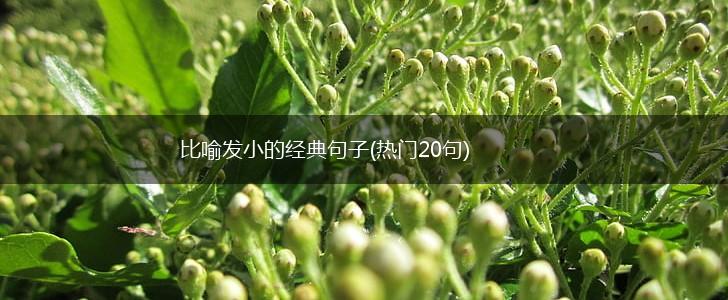 比喻发小的经典句子(热门20句),第1张