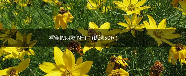 看穿假朋友的句子(优选50句),第1张