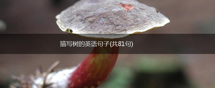 描写树的英语句子(共81句),第1张