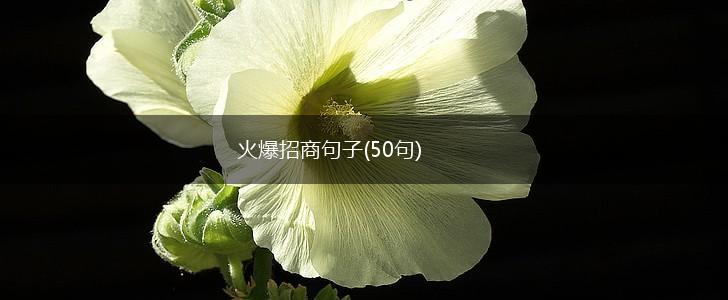 火爆招商句子(50句),第1张