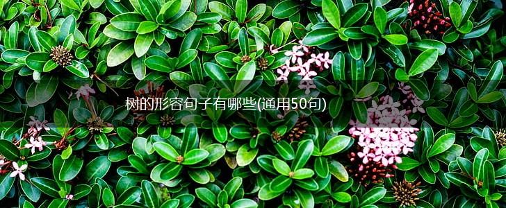 树的形容句子有哪些(通用50句),第1张