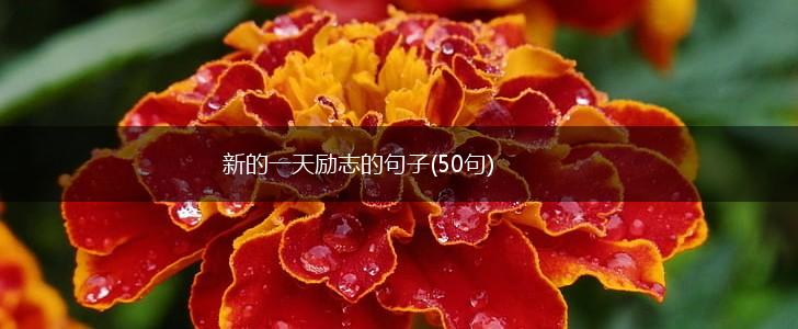 新的一天励志的句子(50句),第1张