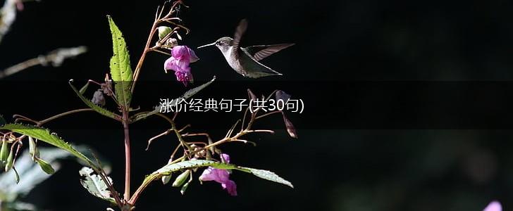 涨价经典句子(共30句),第1张