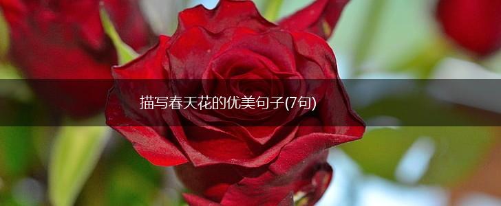 描写春天花的优美句子(7句),第1张