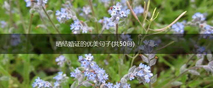 晒结婚证的优美句子(共50句),第1张