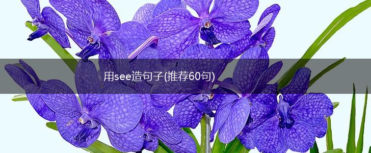 用see造句子(推荐60句),第1张
