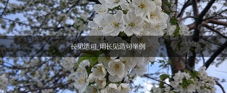 长见造句_用长见造句举例,第1张
