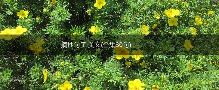 摘抄句子 美文(合集30句),第1张