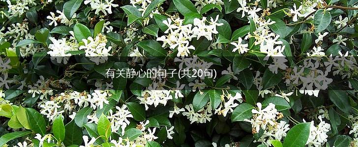 有关静心的句子(共20句),第1张