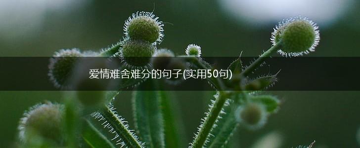 爱情难舍难分的句子(实用50句),第1张