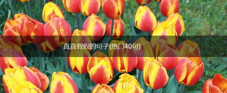 真真假假的句子(热门40句),第1张