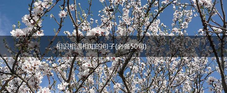 相识相遇相知的句子(必备50句),第1张