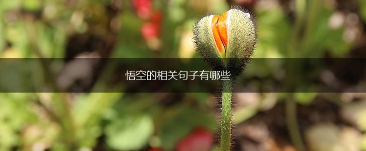 悟空的相关句子有哪些,第1张