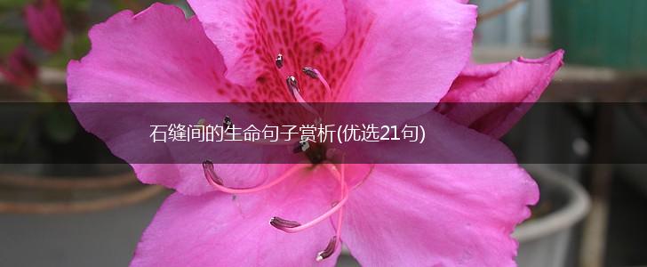 石缝间的生命句子赏析(优选21句),第1张