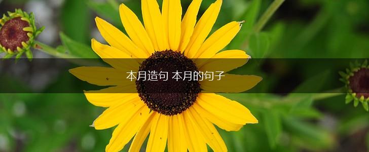 本月造句 本月的句子,第1张