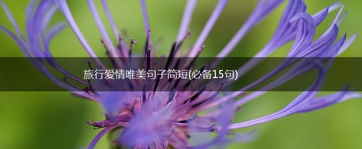 旅行爱情唯美句子简短(必备15句),第1张