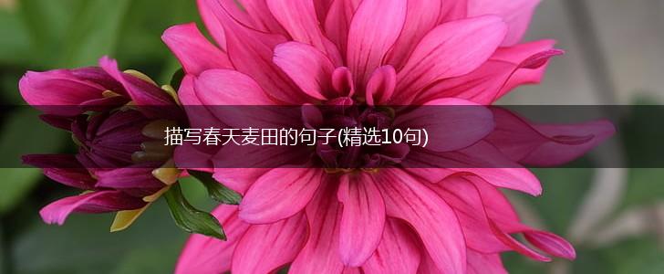 描写春天麦田的句子(精选10句),第1张