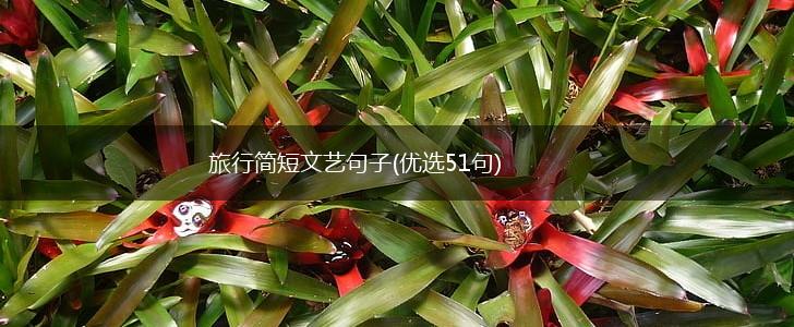 旅行简短文艺句子(优选51句),第1张