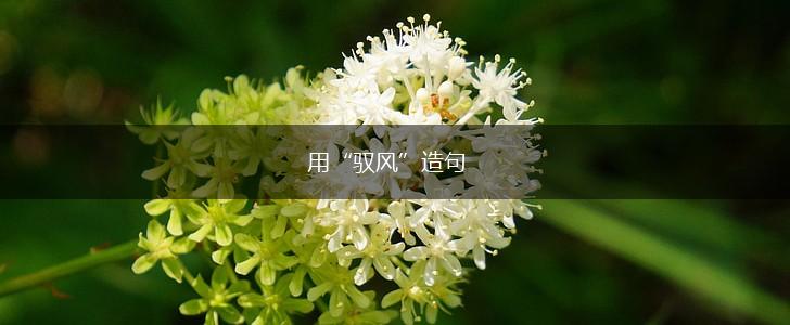用“驭风”造句,第1张