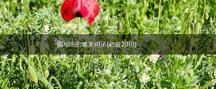 描写雨的唯美句子(必备20句),第1张
