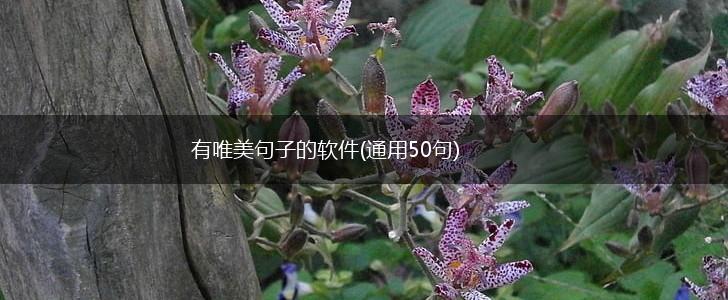 有唯美句子的软件(通用50句),第1张