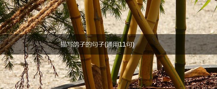 描写鸽子的句子(通用11句),第1张