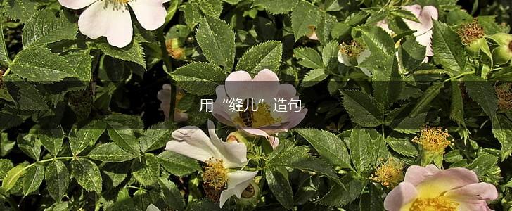 用“缝儿”造句,第1张