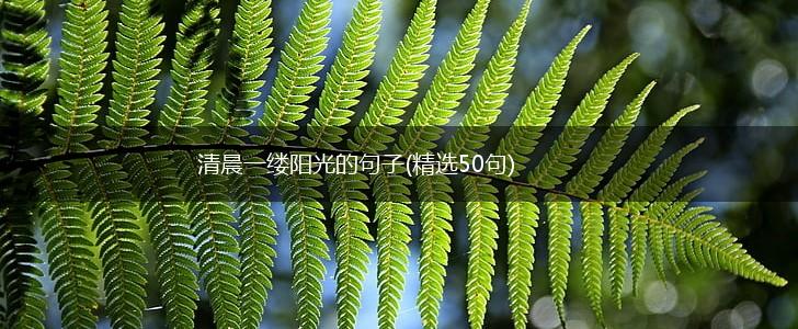 清晨一缕阳光的句子(精选50句),第1张