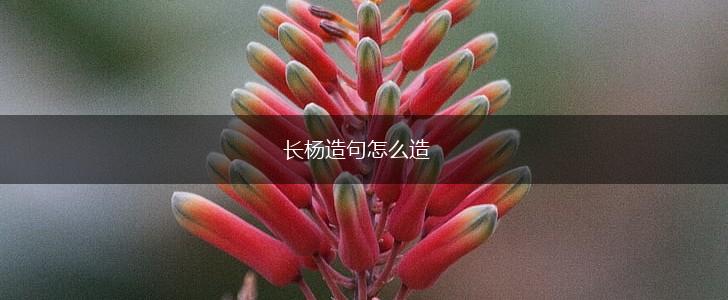 长杨造句怎么造,第1张