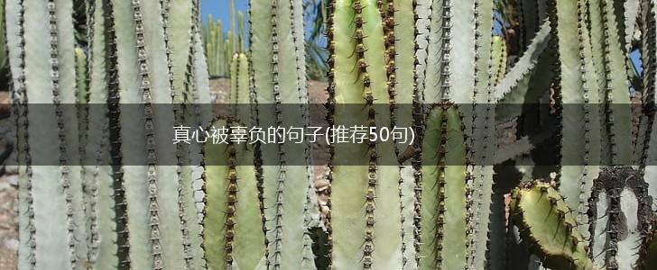 真心被辜负的句子(推荐50句),第1张