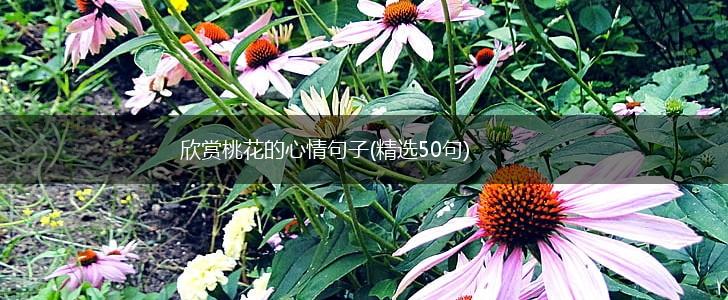 欣赏桃花的心情句子(精选50句),第1张